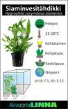 Siaminvesitähdikki Ruukku - Akvaarion taka-alan kasvit - 81920 - 7