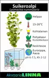 Suikeroalpi Terrakotta - Akvaarion taka-alan kasvit - 83820 - 3