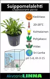Suippomelalehti Ruukku - Akvaarion etualan kasvit - 81010 - 6