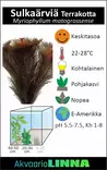 Sulkaärviä Terrakotta - Akvaarion taka-alan kasvit - 83870 - 3