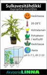 Sulkavesitähdikki Ruukku - Akvaarion keskialan kasvit - 81690 - 9
