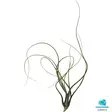 Tillandsia butzii - Kostean terraarion kasvit - PT205470 - 1