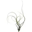 Tillandsia butzii - Ilmakasvit terraarioon - PT205470 - 1