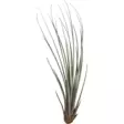 Tillandsia juncea - Ilmakasvit terraarioon - PT205530 - 1