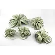 Tillandsia laji. - Ilmakasvit terraarioon - 097.3070 - 1
