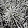 Tillandsia laji. - Ilmakasvit terraarioon - 097.3070 - 2