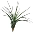 Tillandsia laji kolmivärinen - Kostean terraarion kasvit - PT205570 - 1