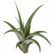 Tillandsia laji persikka - Kostean terraarion kasvit - PT205490 - 1