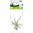 Tillandsia laji persikka - Kostean terraarion kasvit - PT205490 - 2