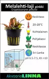 Tummamelalehti Laji Pinkki Ruukku - Akvaarion keskialan kasvit - 81020 - 2