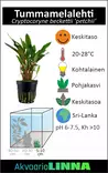 Tummamelalehti Ruukku - Akvaarion keskialan kasvit - 80940 - 4