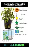 Tuoksuvedensuosikki Ruukku - Akvaarion keskialan kasvit - 81760 - 5