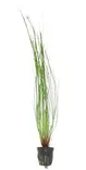 Tupsuluikka Eleocharis vivipara - Akvaarion keskialan kasvit - 81530 - 1