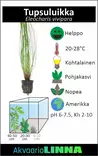 Tupsuluikka Eleocharis vivipara - Akvaarion keskialan kasvit - 81530 - 2