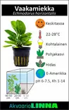 Vaakamiekka Ruukku - Akvaarion keskialan kasvit - 81260 - 2