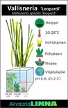 Vallisneria Leopardi Nippu - Akvaarion taka-alan kasvit - 84940 - 2