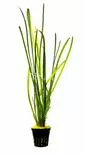 Vallisneria "Leopardi" Ruukku - Akvaarion taka-alan kasvit - 87290 - 2