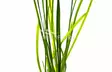 Vallisneria "Leopardi" Ruukku - Akvaarion taka-alan kasvit - 87290 - 1