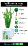 Vallisneria Torta Ruukku - Akvaarion keskialan kasvit - 82260 - 2