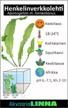 Verkkolehti Henkelianus Mukula - Akvaarion taka-alan kasvit - 80330 - 2