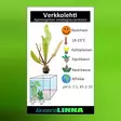 Verkkolehti ruukku - Akvaarion keskialan kasvit - 80720 - 4