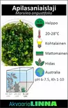 Vesiapila Vitrokupissa - Akvaarion etualan kasvit - 89130 - 2