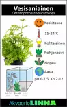 Vesisaniainen Ruukku - Akvaarion taka-alan kasvit - 80820 - 6