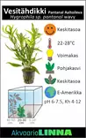 Vesitähdikki Pantanal Aaltoilev Ruukku - Akvaarion keskialan kasvit - 87210 - 3