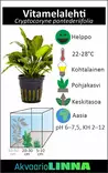 Vitamelalehti Ruukku - Akvaarion taka-alan kasvit - 81030 - 4