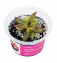 Pinguicula 'Aphrodite clone mini' - Lihansyöjäkasvit terraarioon - X3300 - 1