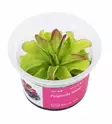 Pinguicula 'Niklas' - Lihansyöjäkasvit terraarioon - X3900 - 1