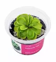 Pinguicula 'Tina' - Lihansyöjäkasvit terraarioon - X4300 - 1