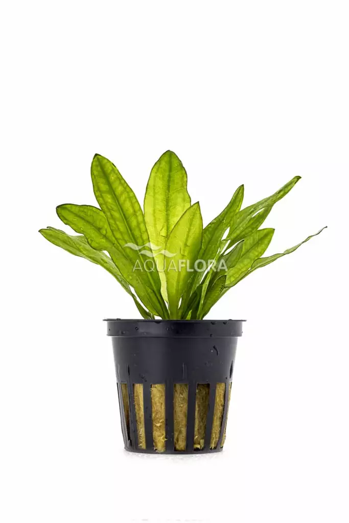 Aaltomiekka Ruukku - Akvaarion taka-alan kasvit - 81330 - 1