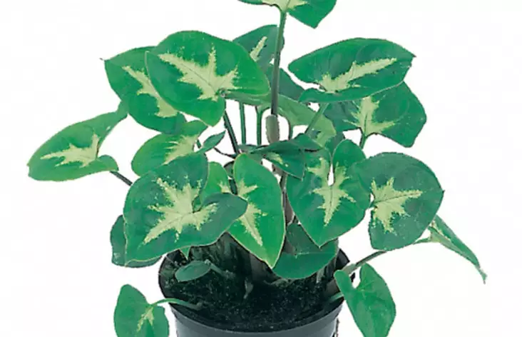 Aasinkorva Ruukku Ter - Kostean terraarion kasvit - 82180 - 1