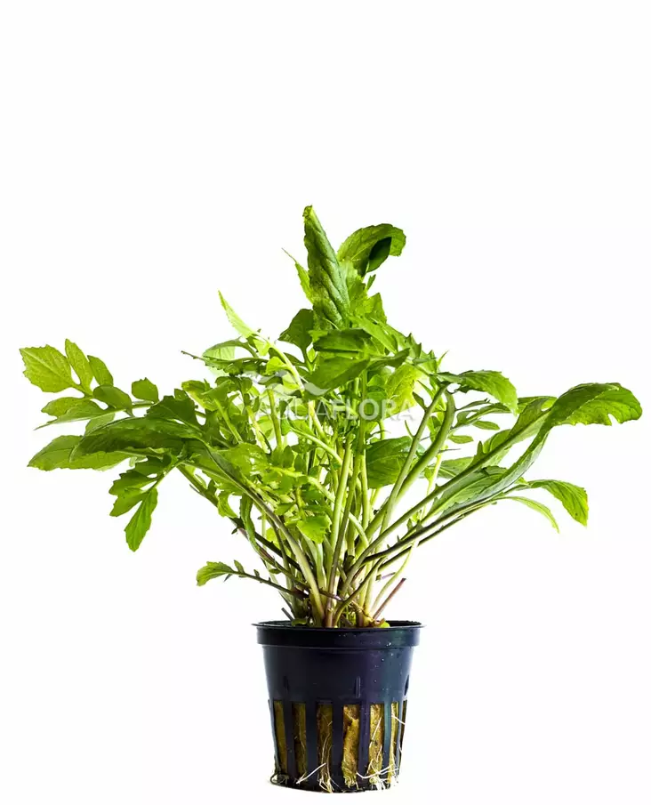 Äimäruoholaji Ruukku - Akvaarion etualan kasvit - 80560 - 1