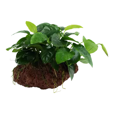 Anubias laavakivessä - Akvaarion keskialan kasvit - 82680 - 1