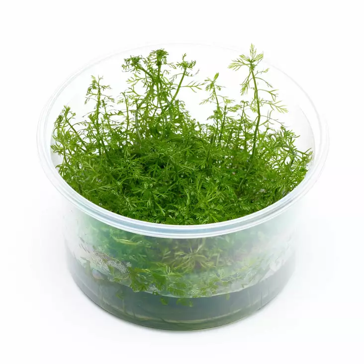 Ärviä Lajike Guyana Vitrokupissa - Akvaarion keskialan kasvit - 89630 - 1