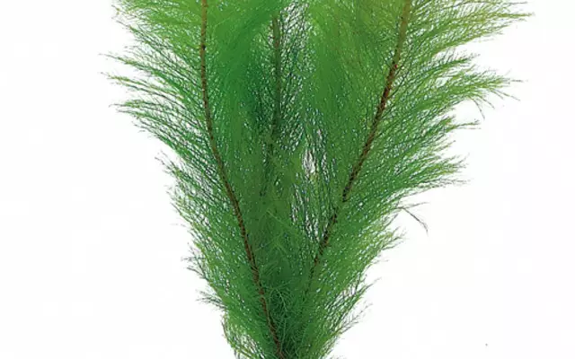 Ärviä Lajike Nippu - Akvaarion taka-alan kasvit - 84740 - 1