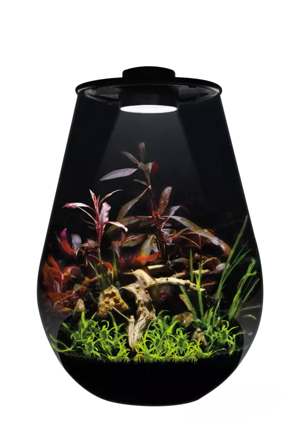 BioArt pisara 345 musta - Muoviterraariot / pienet terraariot - A4056130 - 1
