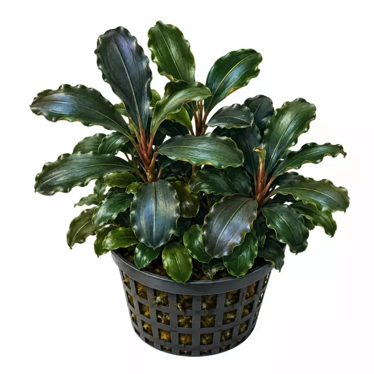 BUCEPHALANDRA BATANG KAWA VITROKUPIS - Akvaarion etualan kasvit - 80230 - 1