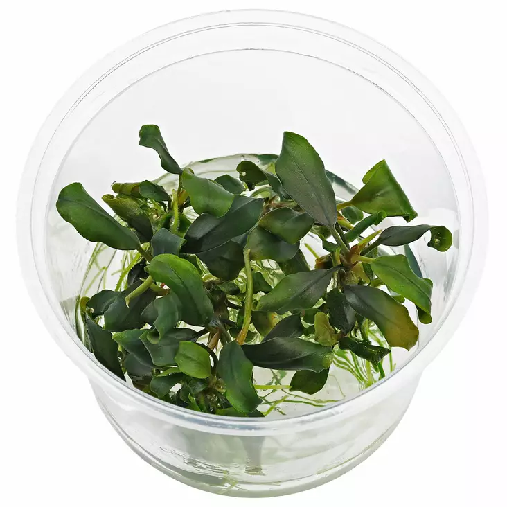 Bucephalandra Blue Green Vitrokupissa - Akvaarion etualan kasvit - 89840 - 1