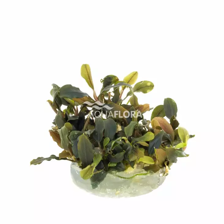 Bucephalandra "Deep Purple" Vitrokupissa - Akvaarion etualan kasvit - 88610 - 1
