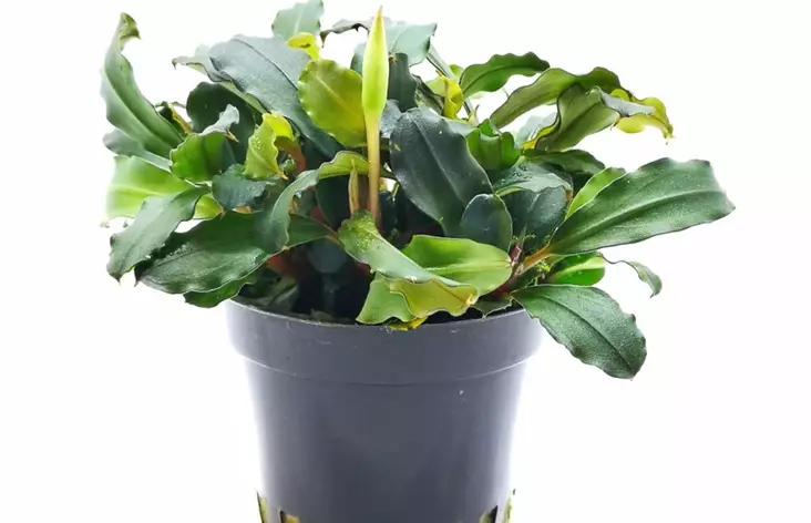 Bucephalandra Lamandau Mini P Ruukku - Akvaarion etualan kasvit - 89040 - 1