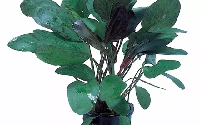 Bucephalandra maia Vitrokupissa - Akvaarion etualan kasvit - 86700 - 1