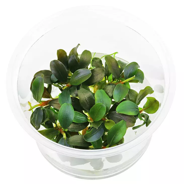 Bucephalandra "Red" Vitrokupissa - Akvaarion etualan kasvit - 89970 - 1