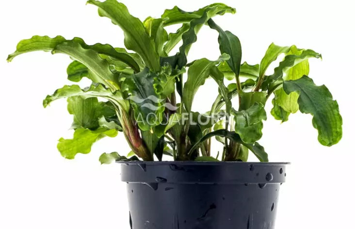 Bucephalandra Sp Vihreä Ruukku - Akvaarion etualan kasvit - 87770 - 1