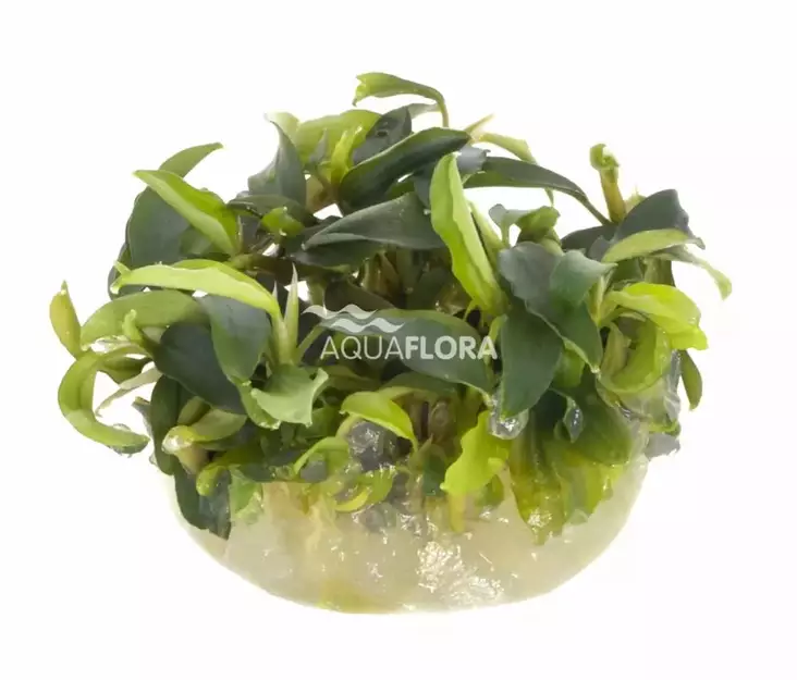 Bucephalandra Wavy Vihreä Ruukku - Akvaarion etualan kasvit - 89030 - 1