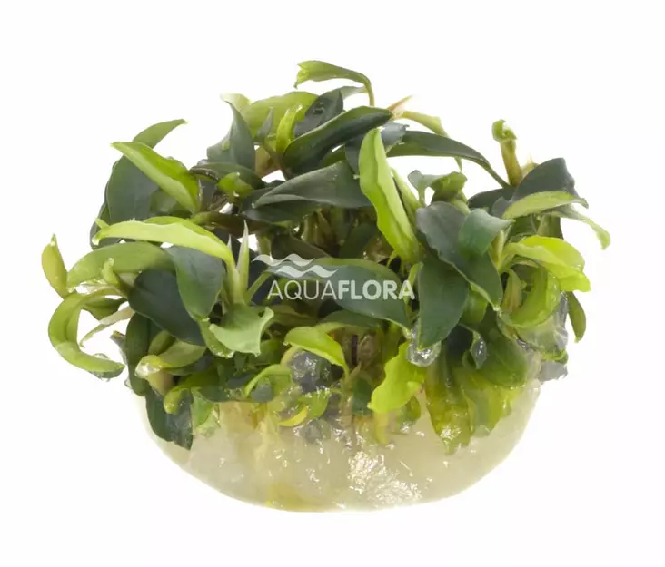 Bucephalandra Wawy Green Vitrokupissa - Akvaarion etualan kasvit - 88600 - 1