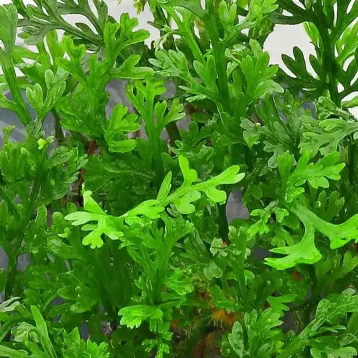 Filippiininsaniainen Ruukku - Akvaarion keskialan kasvit - 87390 - 1