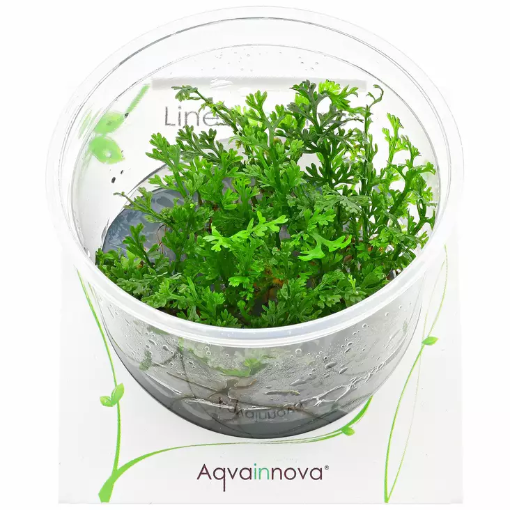 Filippiininsaniainen Vitrokupissa - Akvaarion keskialan kasvit - 88590 - 1